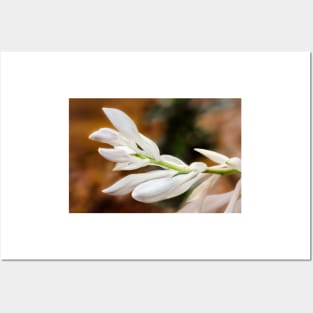 Leaning Spike of Hosta Buds Posters and Art